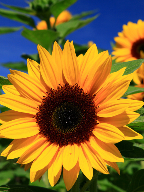 Das Sunflower close-up Wallpaper 480x640