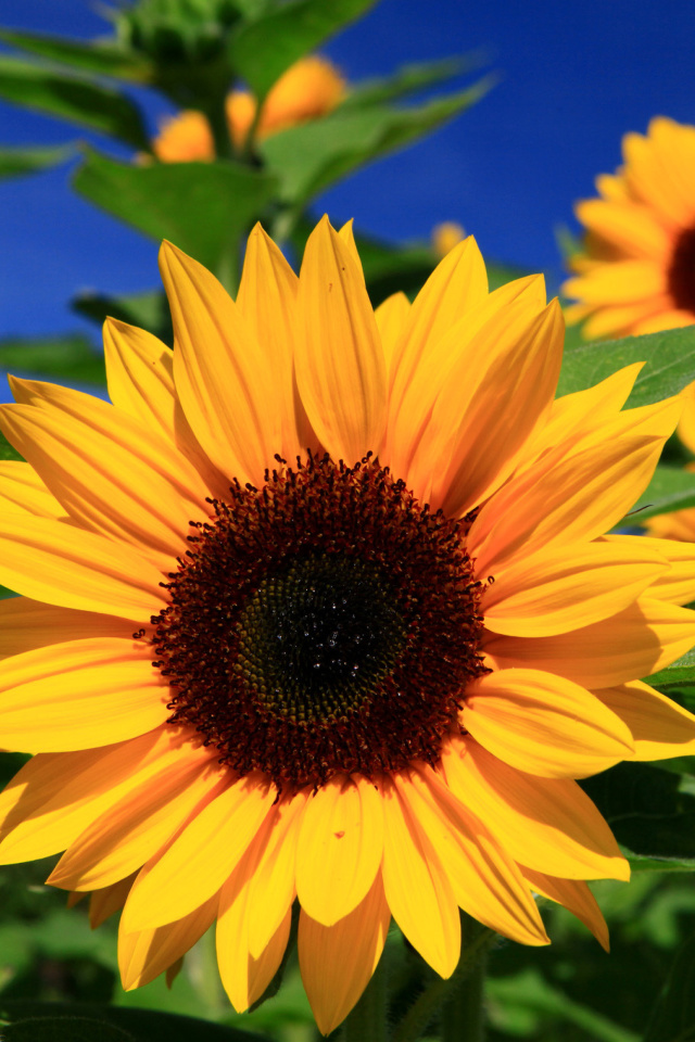 Sunflower close-up screenshot #1 640x960