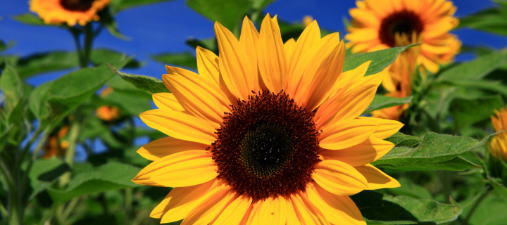 Fondo de pantalla Sunflower close-up 720x320