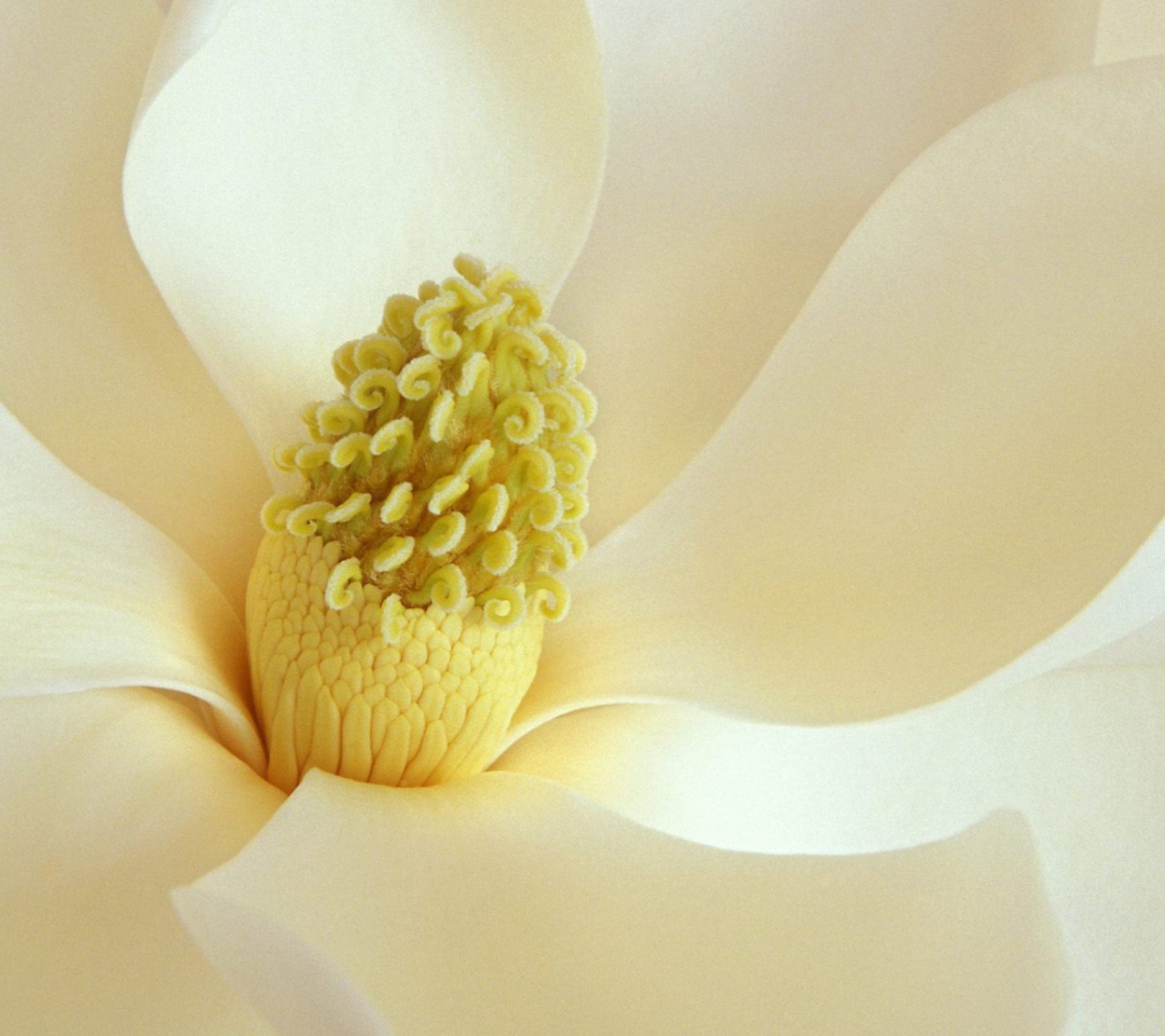 Обои Magnolia Blossom 1080x960