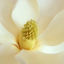 Screenshot №1 pro téma Magnolia Blossom 128x128