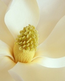 Screenshot №1 pro téma Magnolia Blossom 128x160