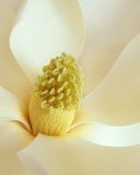 Magnolia Blossom wallpaper 128x160