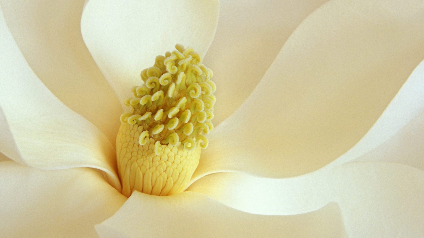 Screenshot №1 pro téma Magnolia Blossom 1366x768
