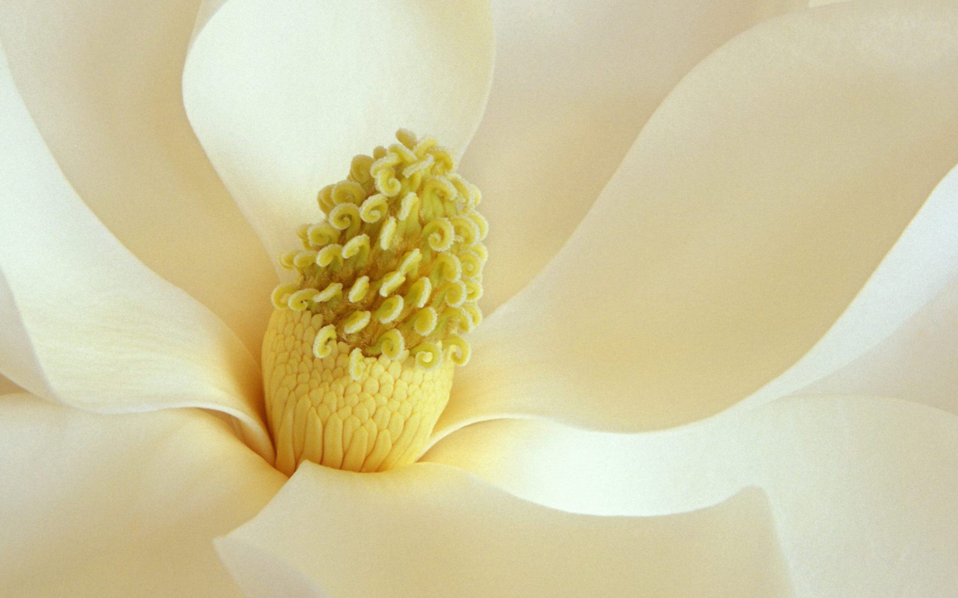 Sfondi Magnolia Blossom 1920x1200