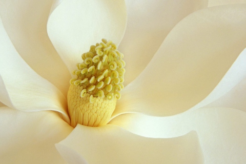 Screenshot №1 pro téma Magnolia Blossom 480x320