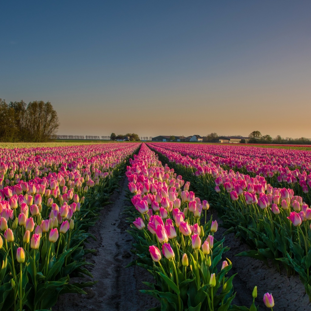 Das Netherland Tulips Flowers Wallpaper 1024x1024