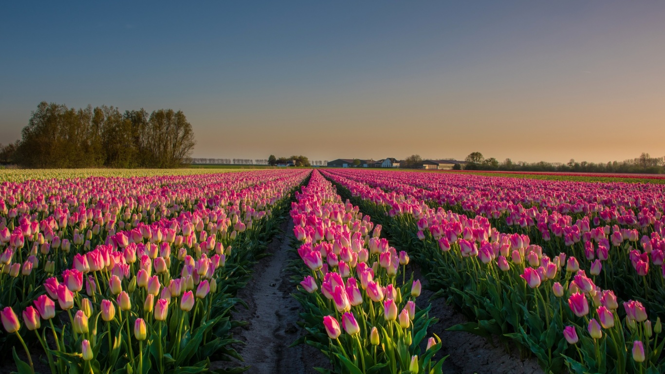 Das Netherland Tulips Flowers Wallpaper 1366x768