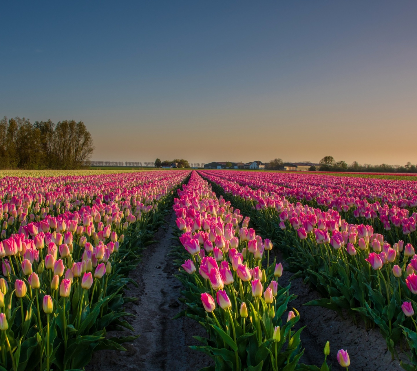 Обои Netherland Tulips Flowers 1440x1280