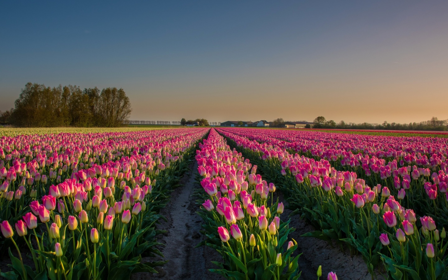 Screenshot №1 pro téma Netherland Tulips Flowers 1440x900