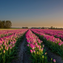 Screenshot №1 pro téma Netherland Tulips Flowers 208x208