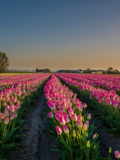Netherland Tulips Flowers screenshot #1 240x320