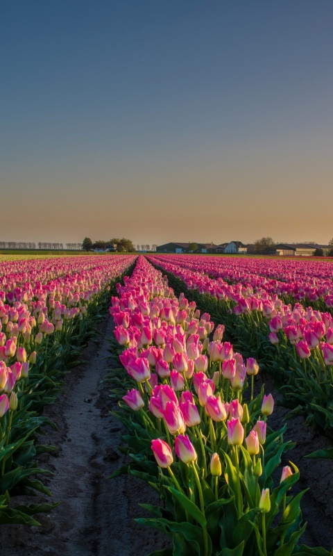 Fondo de pantalla Netherland Tulips Flowers 480x800