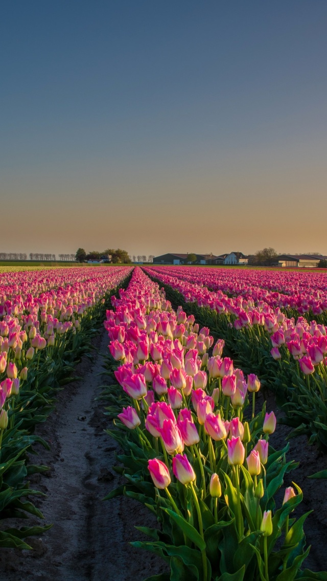 Das Netherland Tulips Flowers Wallpaper 640x1136