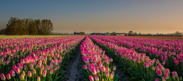 Screenshot №1 pro téma Netherland Tulips Flowers 720x320