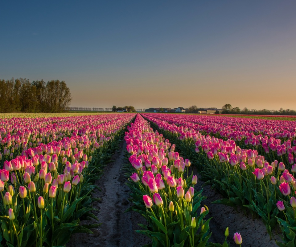 Netherland Tulips Flowers screenshot #1 960x800