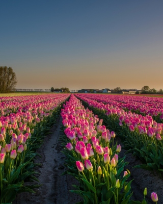 Netherland Tulips Flowers Background for 240x320