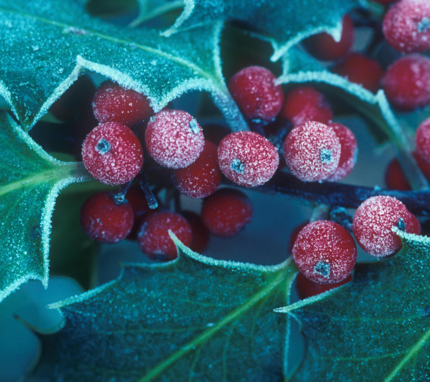 Fondo de pantalla Frosted Holly Berries 1440x1280