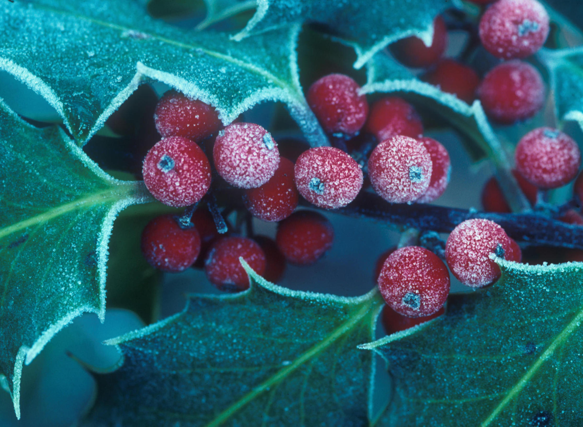 Обои Frosted Holly Berries 1920x1408