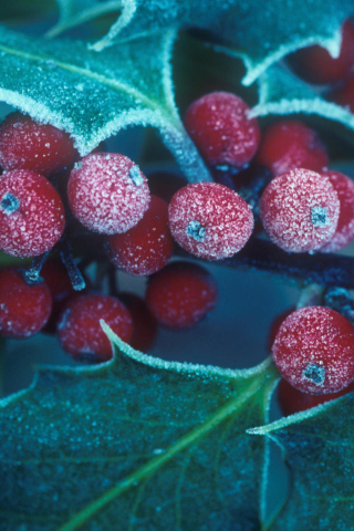 Sfondi Frosted Holly Berries 320x480