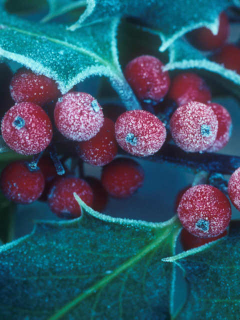 Sfondi Frosted Holly Berries 480x640