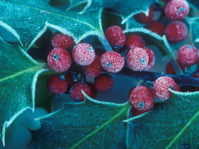 Das Frosted Holly Berries Wallpaper 640x480