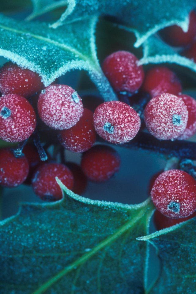 Das Frosted Holly Berries Wallpaper 640x960