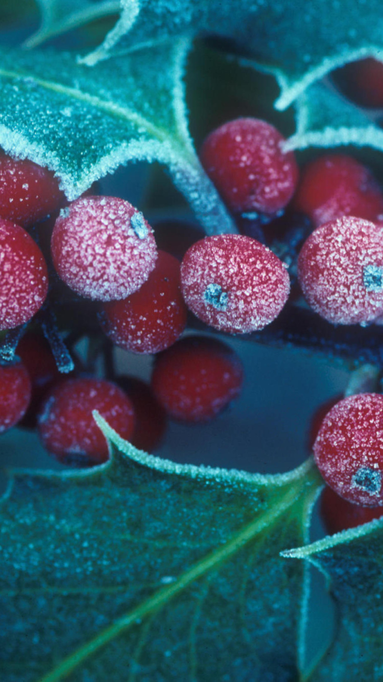 Frosted Holly Berries wallpaper 750x1334