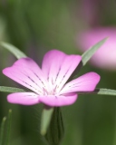 Das Pink Flower Macro Wallpaper 128x160