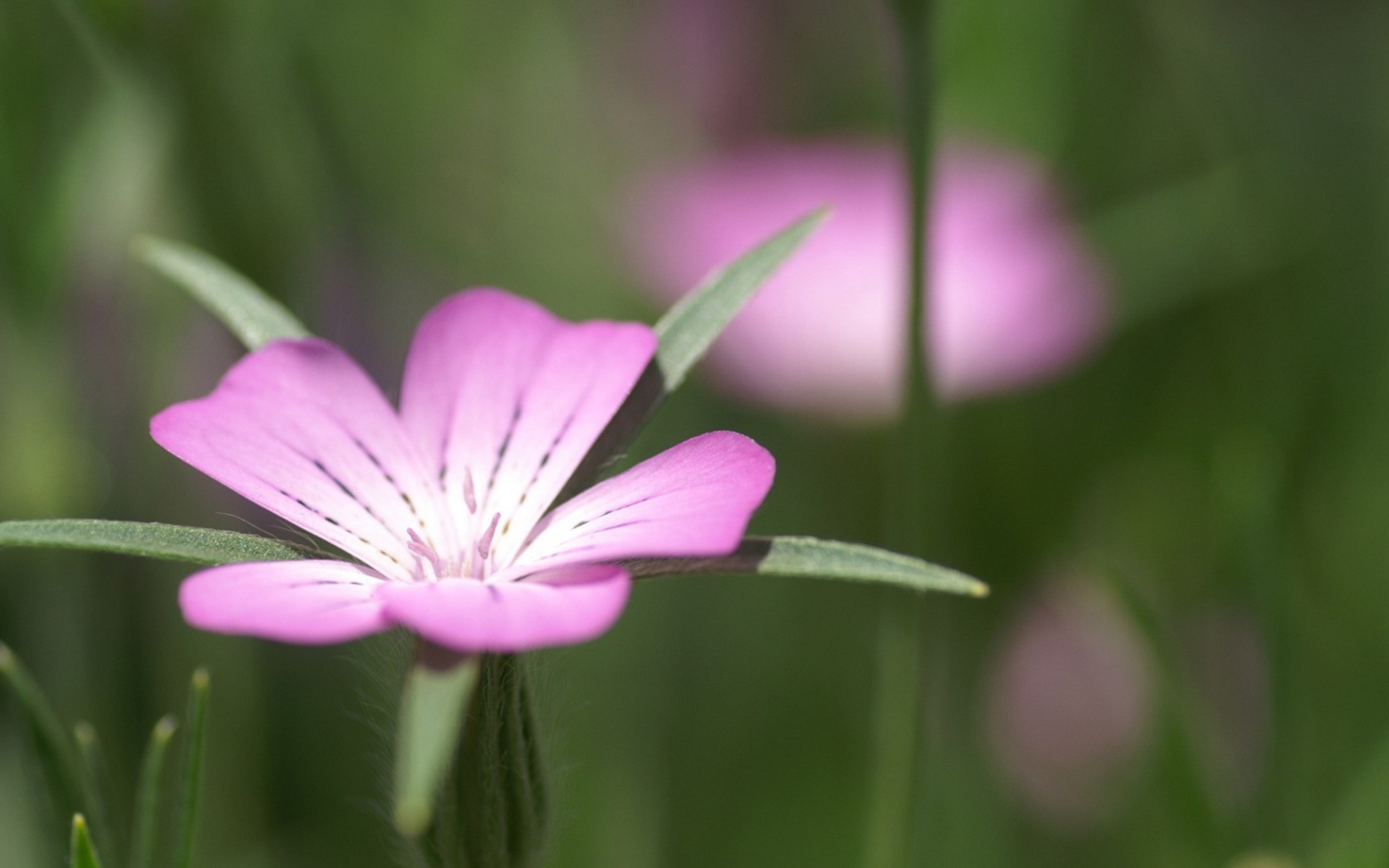 Screenshot №1 pro téma Pink Flower Macro 1440x900