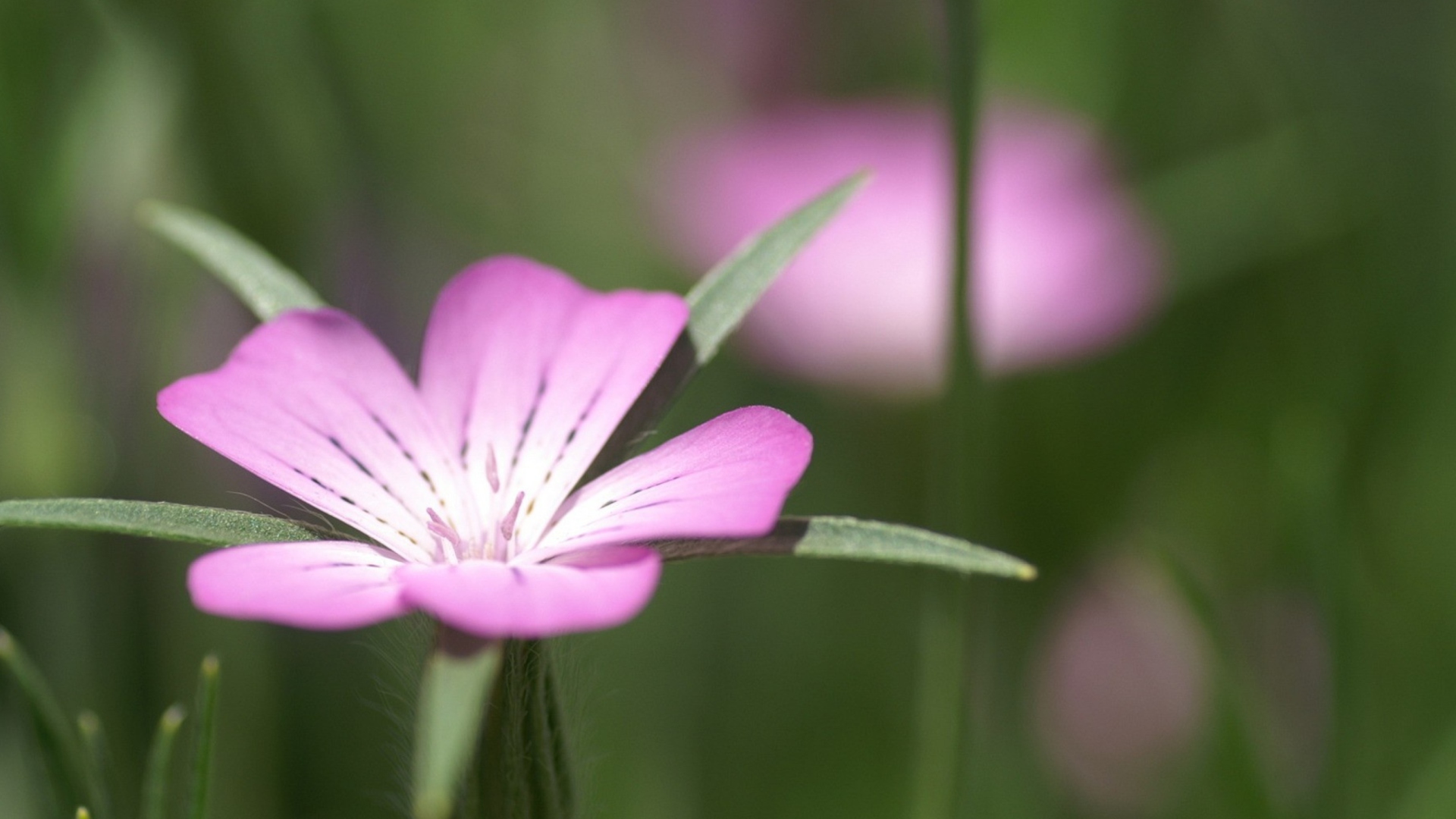 Sfondi Pink Flower Macro 1920x1080