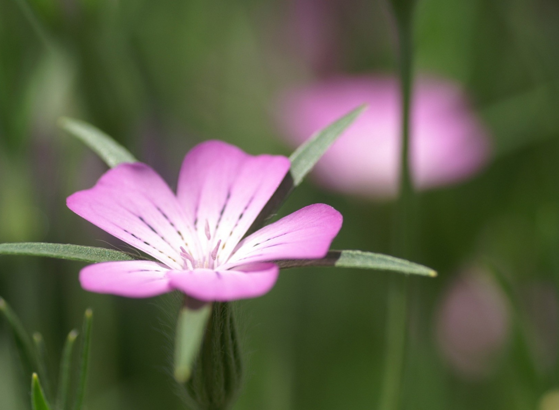 Fondo de pantalla Pink Flower Macro 1920x1408