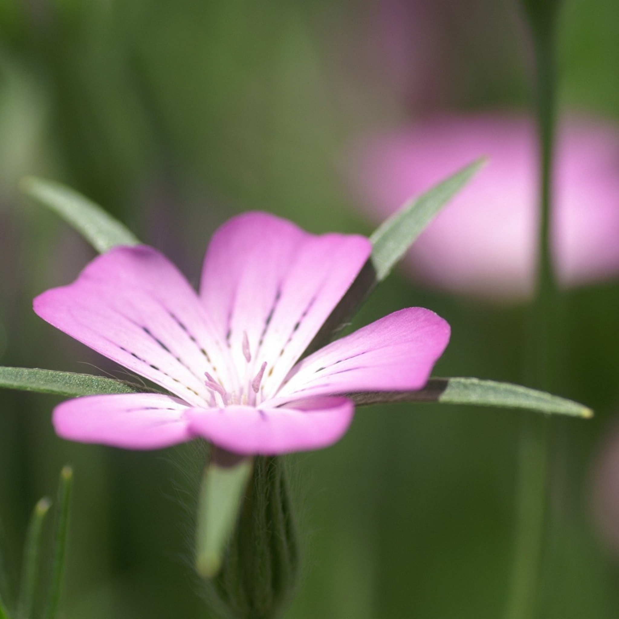 Das Pink Flower Macro Wallpaper 2048x2048