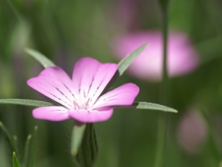 Pink Flower Macro screenshot #1 320x240