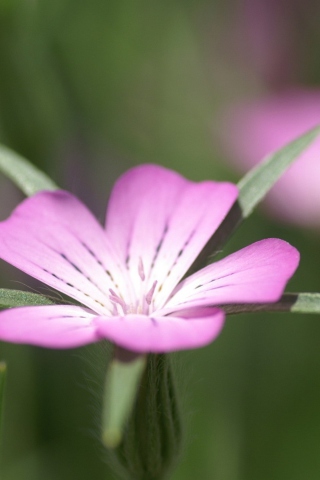 Sfondi Pink Flower Macro 320x480