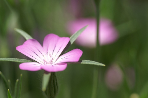 Das Pink Flower Macro Wallpaper 480x320