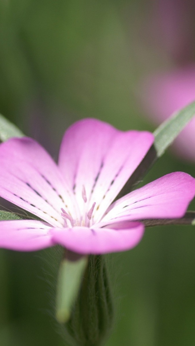 Fondo de pantalla Pink Flower Macro 640x1136
