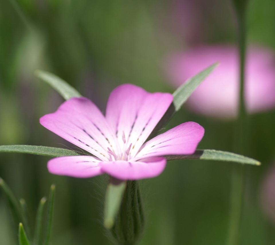 Pink Flower Macro screenshot #1 960x854