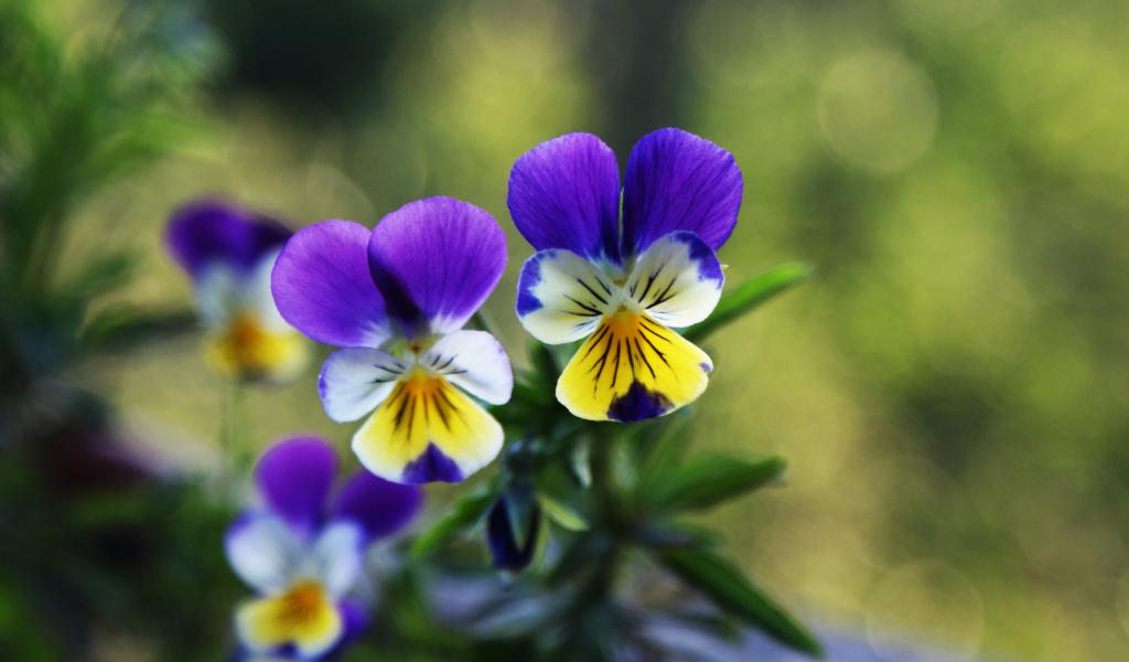 Das Blue And Yellow Flowers Wallpaper 1024x600