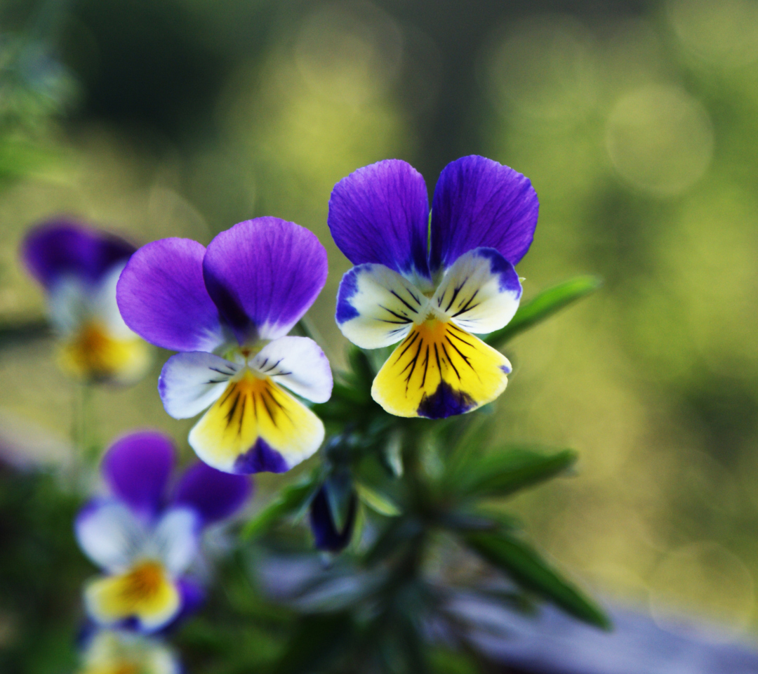Das Blue And Yellow Flowers Wallpaper 1080x960