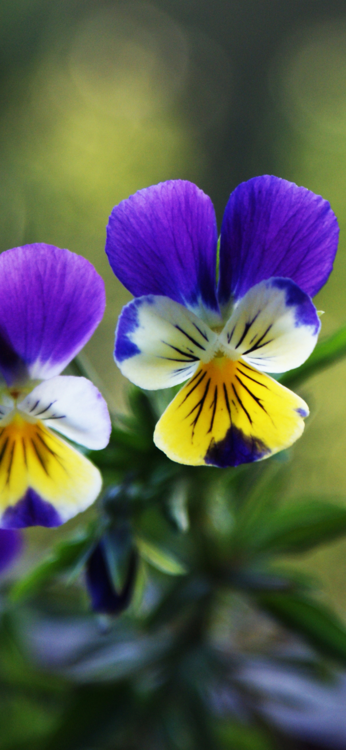 Blue And Yellow Flowers wallpaper 1170x2532
