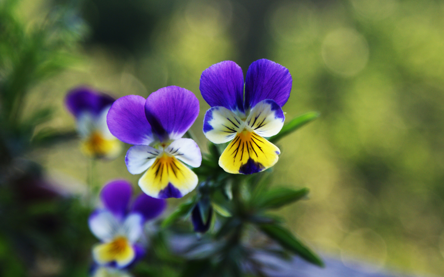 Fondo de pantalla Blue And Yellow Flowers 1440x900