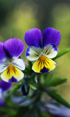 Screenshot №1 pro téma Blue And Yellow Flowers 240x400