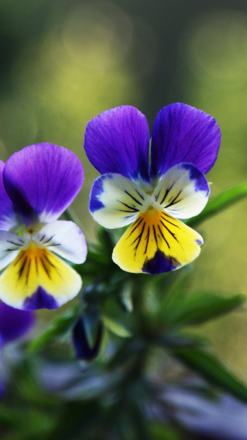 Blue And Yellow Flowers wallpaper 360x640