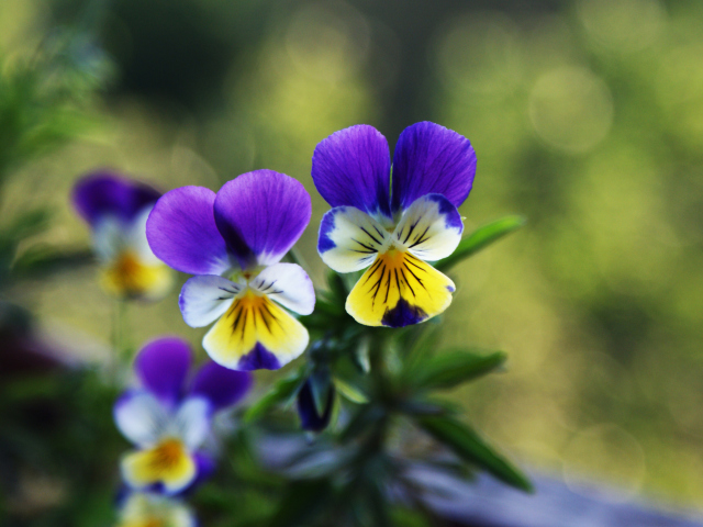 Das Blue And Yellow Flowers Wallpaper 640x480