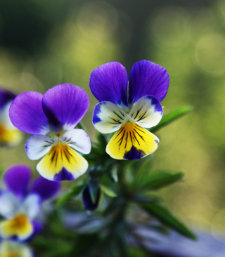 Blue And Yellow Flowers papel de parede para celular para Nokia C-Series