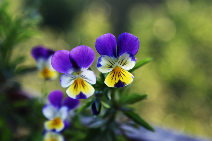 Blue And Yellow Flowers wallpaper