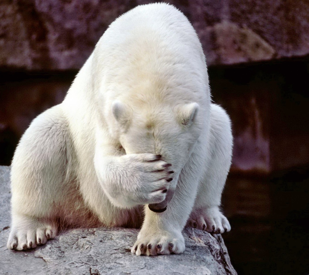 Обои Facepalm Bear 1080x960