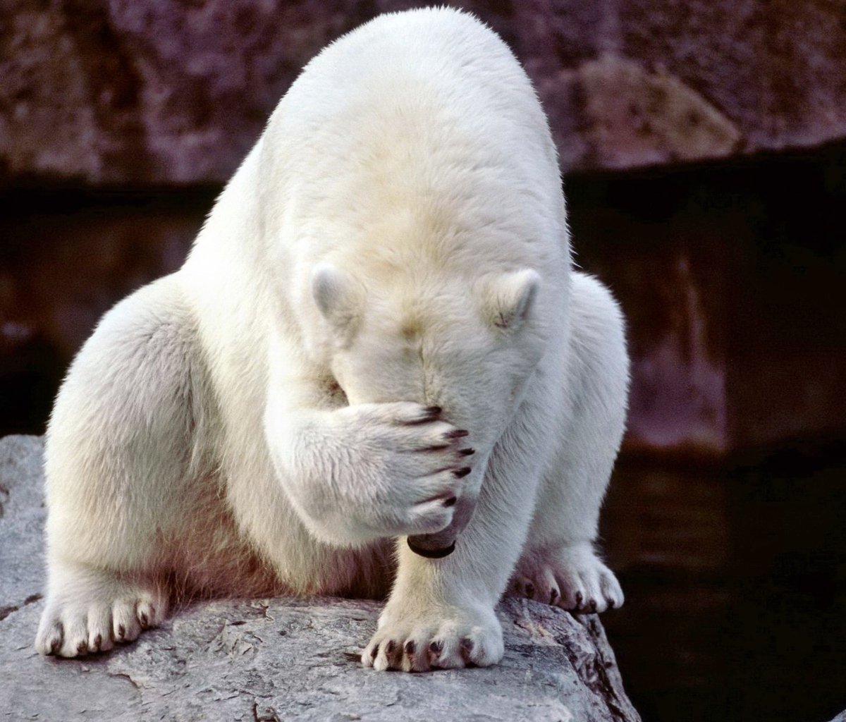 Fondo de pantalla Facepalm Bear 1200x1024