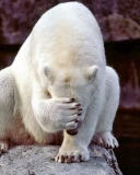 Das Facepalm Bear Wallpaper 128x160